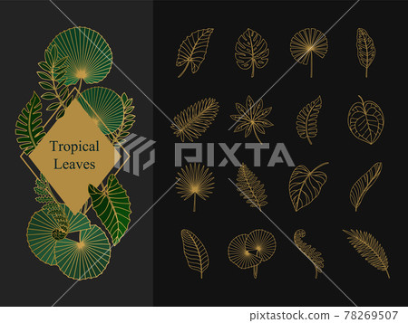 Set of exotic tropical leaves. Line icons Set of exotic tropical leaves. Line icons 78269507