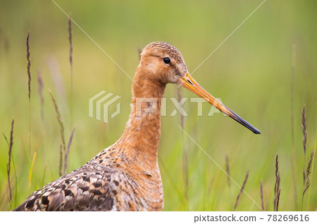 Close-up of black-tailed godwit with green blurred background Close-up of black-tailed godwit with green blurred background 78269616