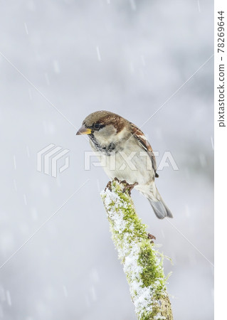 Male house sparrow sitting on a moss covered branch during snowfall in winter 78269644