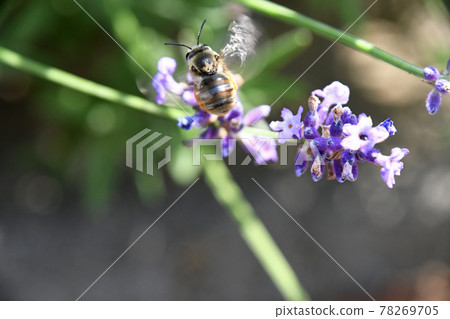 蜜蜂飛過薰衣草花，試圖吮吸 78269705