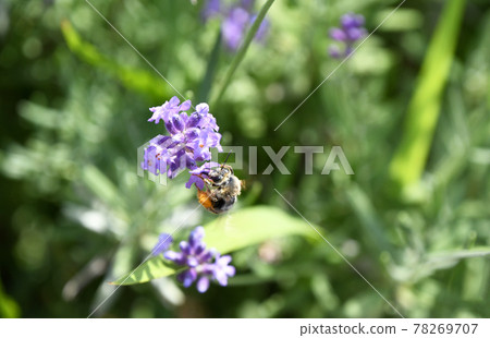 Bees sucking honey from lavender flowers 78269707