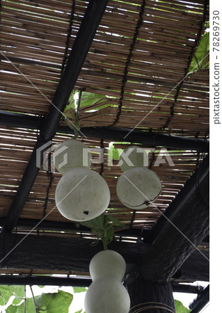 Gourd was born 78269730