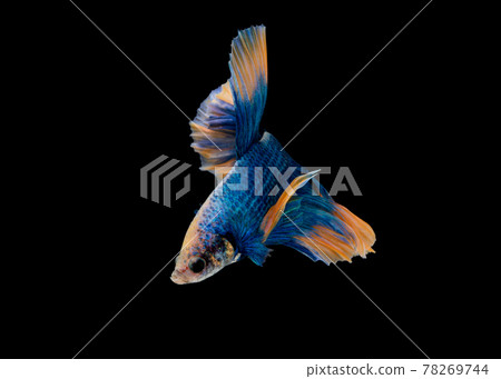 Halfmoon blue and orange betta isolated on black background with clipping path Halfmoon blue and orange betta isolated on black background with clipping path 78269744