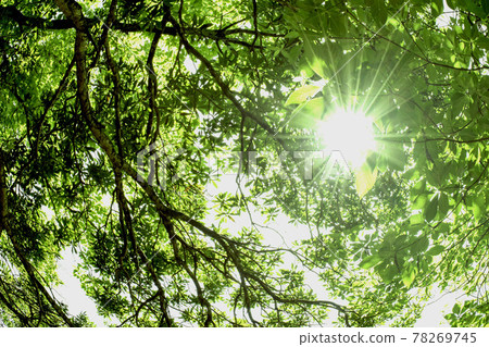 Sunlight leaking through the gaps in the fresh green 78269745