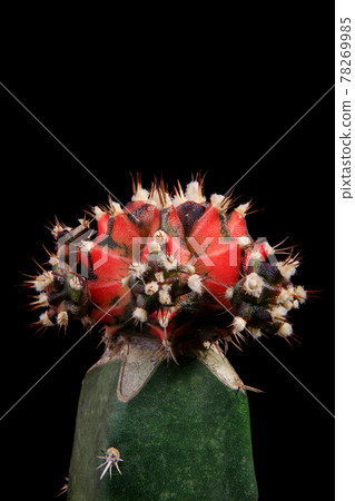 grafting hybrid gymnocalycium cactus with studio lighting grafting hybrid gymnocalycium cactus with studio lighting 78269985