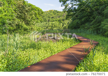 Boardwalk of "Koajiro no Mori" at the southern end of Miura Peninsula 78270071