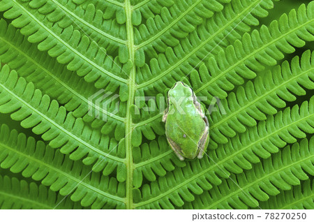 Tree frog Tree frog 78270250