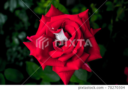 玫瑰花 玫瑰花 78270304