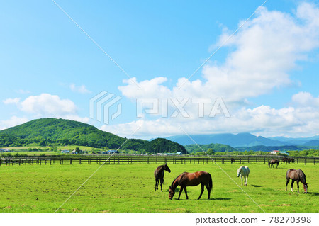 Thoroughbred farm of Hokkaido blue sky Thoroughbred farm of Hokkaido blue sky 78270398