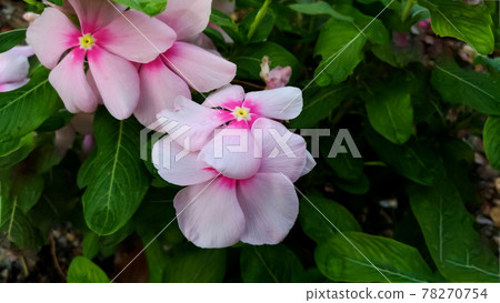 Pink flowers blooming in a natural garden, Madagascar periwinkle, Rose periwinkle Pink flowers blooming in a natural garden, Madagascar periwinkle, Rose periwinkle 78270754