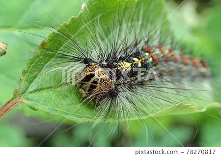Gypsy moth larva designated as a forest pest Gypsy moth larva designated as a forest pest 78270817