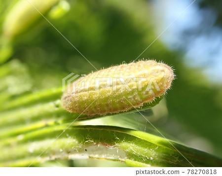 Larva of Luthrodes panda, which makes the leaves of cycad tattered 78270818