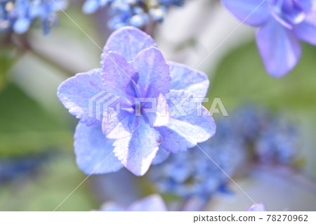 Hydrangea blooming toward the blue sky Hydrangea blooming toward the blue sky 78270962