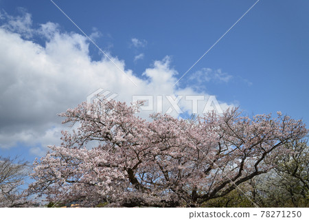 我去神峰公園看櫻花#24 我去神峰公園看櫻花#24 78271250