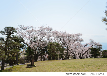 我去神峰公園看櫻花#23 我去神峰公園看櫻花#23 78271251