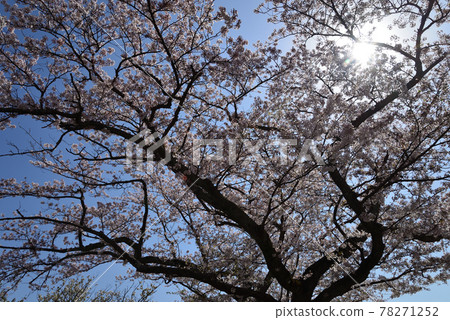 我去神峰公園看櫻花#22 我去神峰公園看櫻花#22 78271252