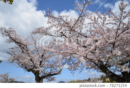 我去神峰公園看櫻花#21 78271254