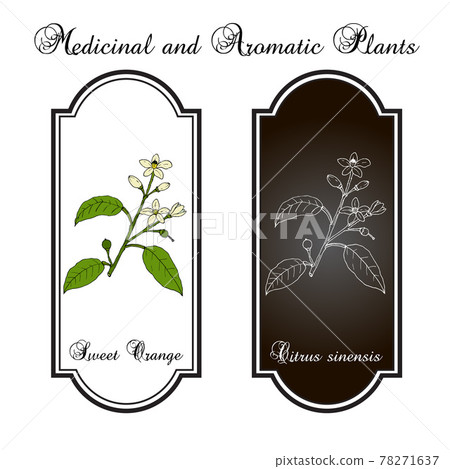 Sweet orange branch citrus sinensis  78271637