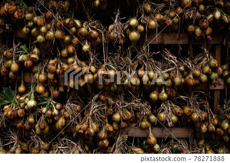 Onions grown in Adachi City Agriculture Park Onions grown in Adachi City Agriculture Park 78271888