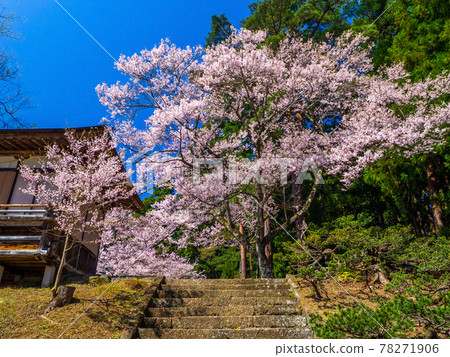 Cherry blossoms in full bloom at the shrine (Tsuchitsu Shrine, Inawashiro, Fukushima) 78271906