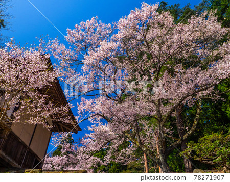 Cherry blossoms in full bloom at the shrine (Tsuchitsu Shrine, Inawashiro, Fukushima) 78271907