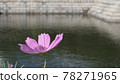 一朵花開在水邊 78271965