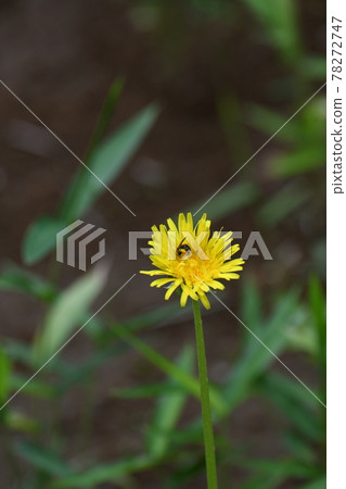 Dandelion and bee 78272747
