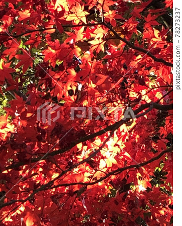 Autumn leaves Autumn leaves 78273237