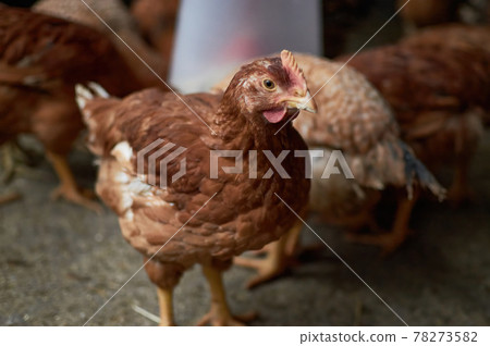 Close up of chicken in barn yard Free range poultry farming Close up of chicken in barn yard Free range poultry farming 78273582