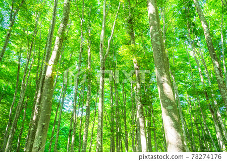 Fresh green and eco image 78274176