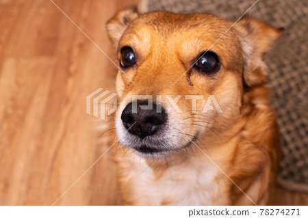 Little ginger dog looking up on the wooden floor Little ginger dog looking up on the wooden floor 78274271