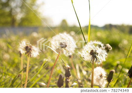 White dandelion field in sunlight close up 78274349