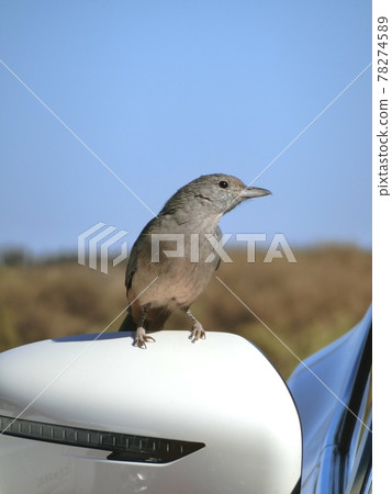 澳大利亞乾旱地區的鳥類 78274589
