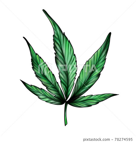 cannabis leaf isolated on a white background. Green marijuana. Ganga, Hemp cannabis leaf isolated on a white background. Green marijuana. Ganga, Hemp 78274595