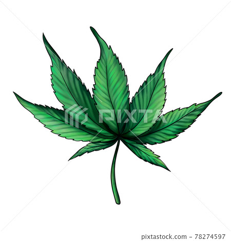 cannabis leaf isolated on a white background. Green marijuana. Ganga, Hemp 78274597