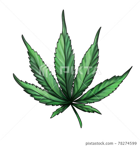 cannabis leaf isolated on a white background. Green marijuana leaf.  78274599