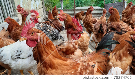 Free range farm roosters on small village farm Free range farm roosters on small village farm 78274705
