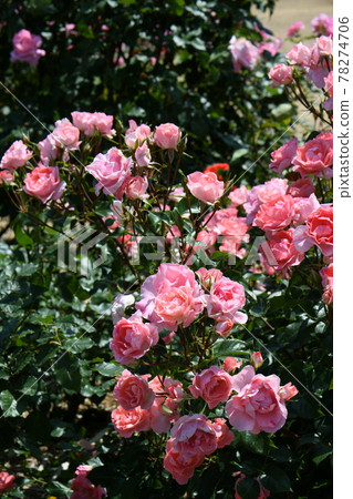 玫瑰 玫瑰 78274706