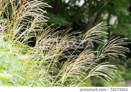 Susuki Susuki 78274802