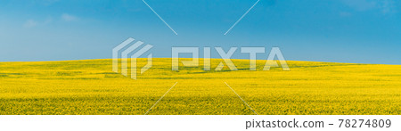 Rural Landscape With Blossom Of Canola Colza Yellow Flowers. Rapeseed, Oilseed Field Meadow. Panorama. Rural Landscape With Blossom Of Canola Colza Yellow Flowers. Rapeseed, Oilseed Field Meadow. Panorama. 78274809
