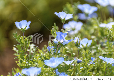佐藤富田丹羽公園 佐藤富田丹羽公園 78274975
