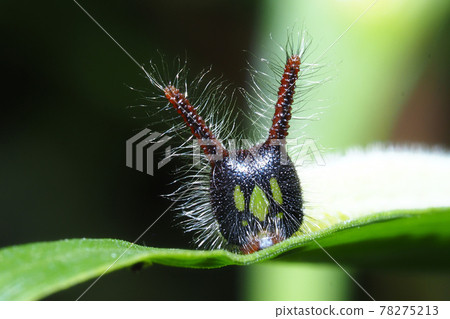 Crocodon butterfly larva Crocodon butterfly larva 78275213