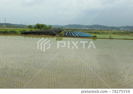 Gyeonggi-do, Yeoncheon-gun, Horogoru, barley field, fortress Gyeonggi-do, Yeoncheon-gun, Horogoru, barley field, fortress 78275559