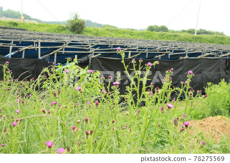 Gyeonggi-do, Yeoncheon-gun, Horogoru, barley field, fortress Gyeonggi-do, Yeoncheon-gun, Horogoru, barley field, fortress 78275569