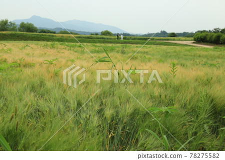 Gyeonggi-do, Yeoncheon-gun, Horogoru, barley field, fortress 78275582