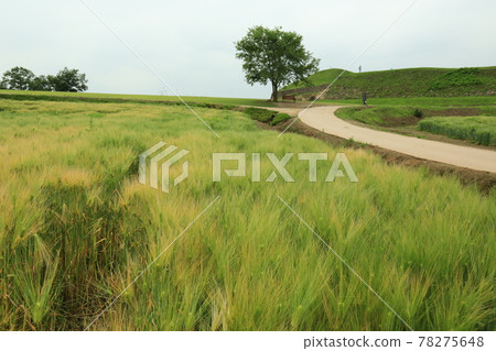 Gyeonggi-do, Yeoncheon-gun, Horogoru, barley field, fortress 78275648