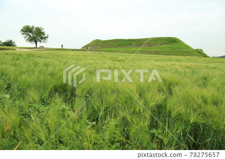 Gyeonggi-do, Yeoncheon-gun, Horogoru, barley field, fortress Gyeonggi-do, Yeoncheon-gun, Horogoru, barley field, fortress 78275657