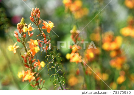 花蘆薈（Burbrine） 78275980