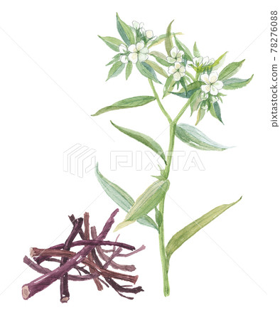 紫色的花朵和根 紫色的花朵和根 78276088