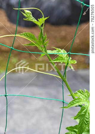 網盤苦瓜纏在網上 網盤苦瓜纏在網上 78276505